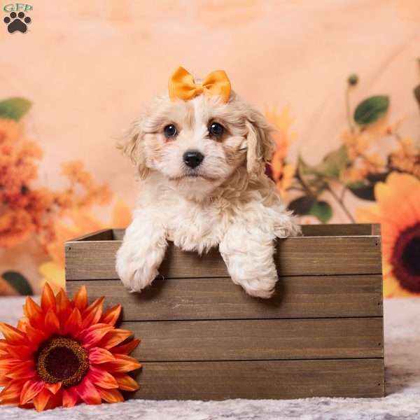 Megan, Cavachon Puppy